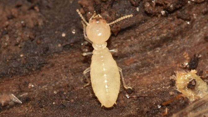 Pests Series Part I: Termites