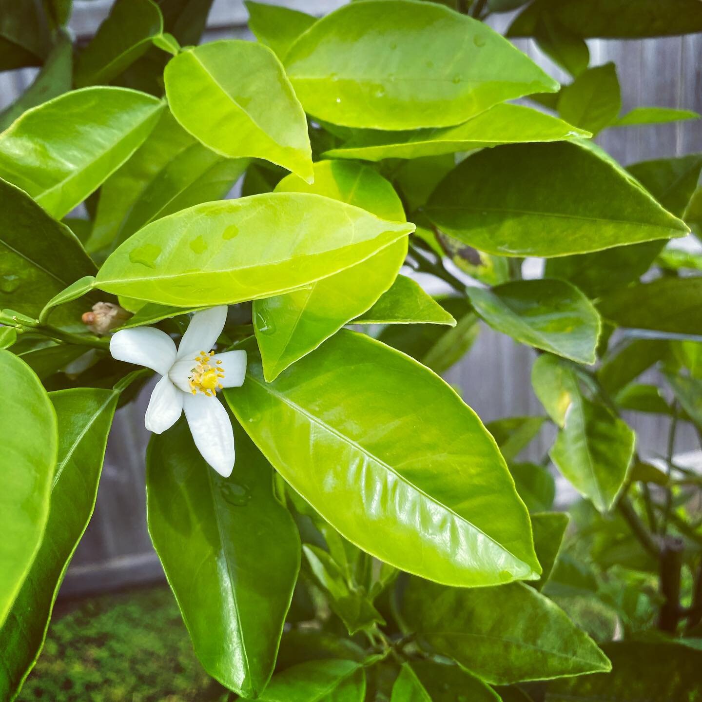 Lemon blossoms are my new favorite smell. 🍋 🌼
&bull;
&bull;
&bull;
&bull;
#citruslimon #lemonblossom #aromatherapy #floridaflora #flora #blossomseason #sunshinestateofmind #cocoabeachflorida #heavenlyscent