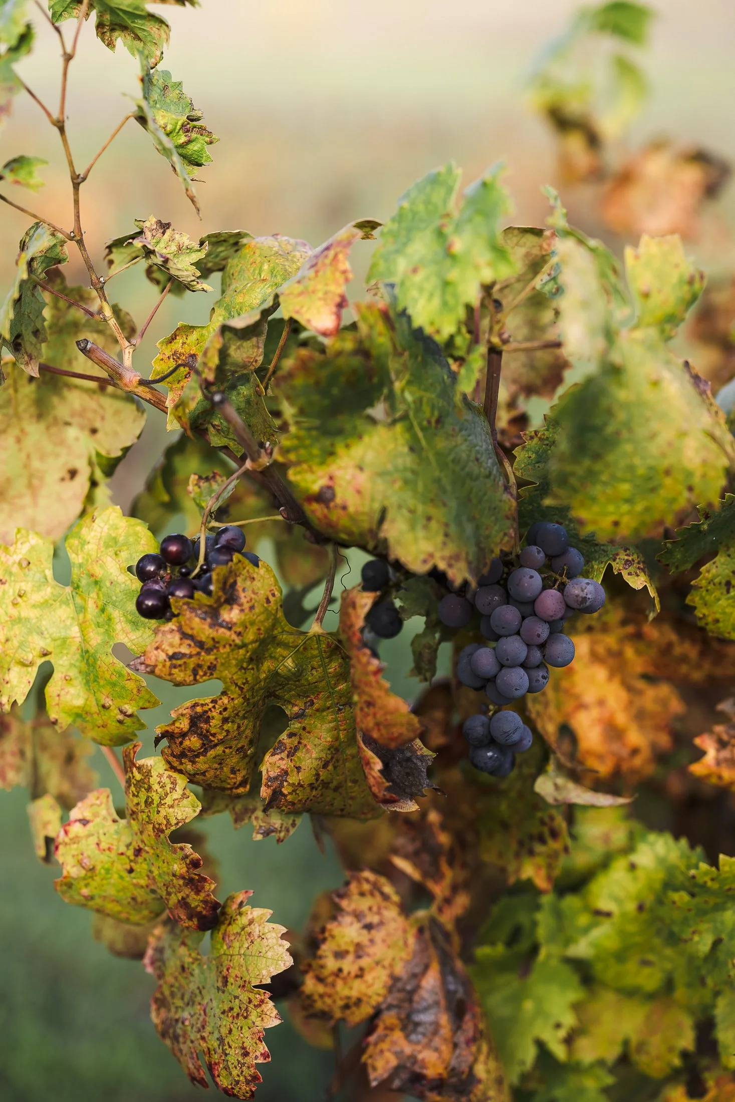 healdsburg-wedding-photographer-21.jpg