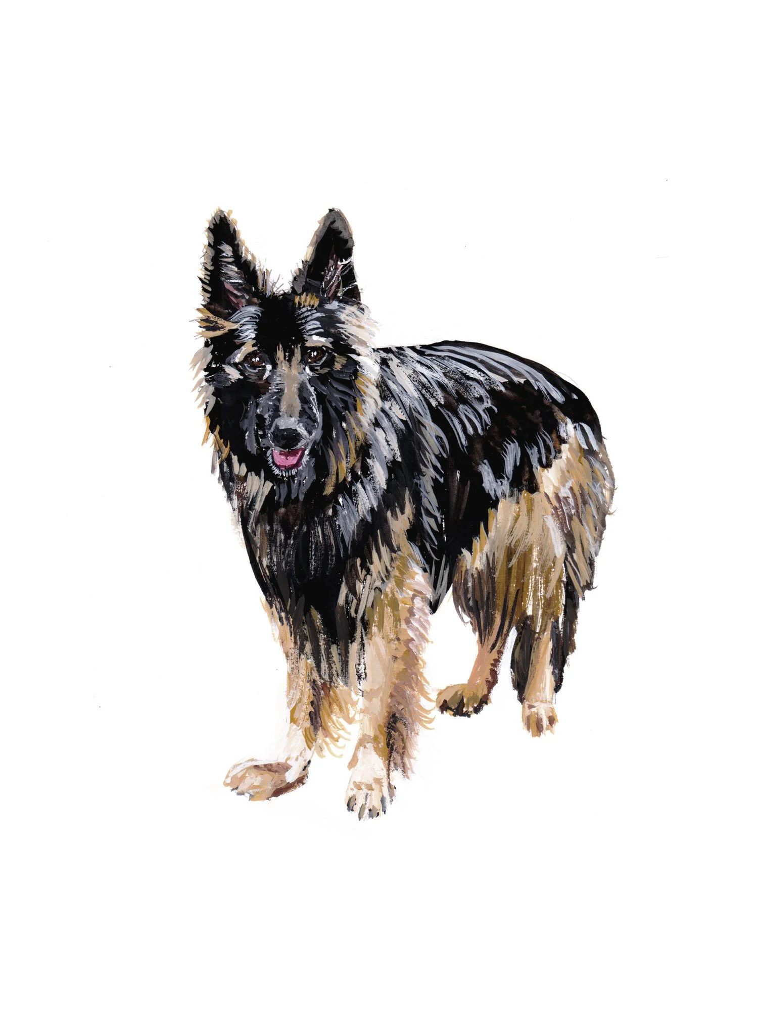 belgian-sheepdog.jpg
