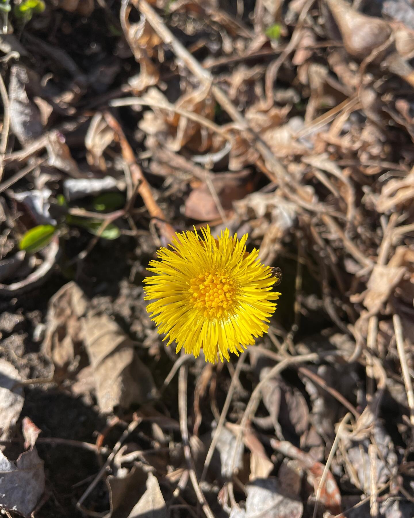 Spring things 🌿

The plants are popping and I&rsquo;ve scheduled a plant walk for Sunday, April 28th. 

Join me for a two hour guided walk where we will explore the edible and medicinal wild plants of spring, including the ones pictured here:

🌼Col