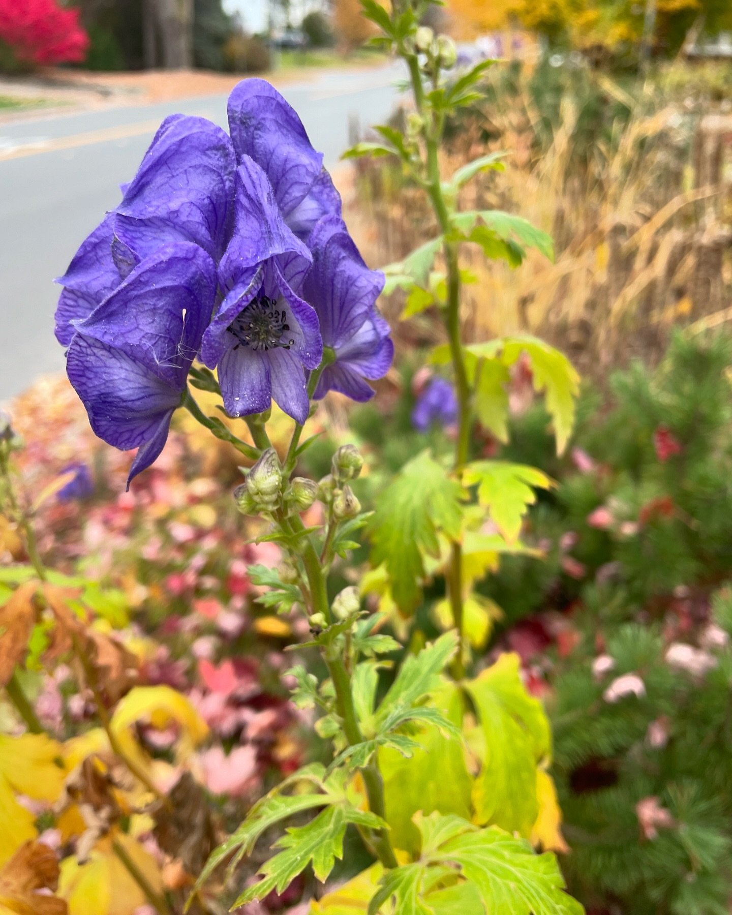 This late blooming plant is aconite, also known as Wolfsbane and Monkshood. Even though it&rsquo;s a commonly cultivated garden plant it is known to be one of the most poisonous plants in the world. It contains an alkaloid called Aconitine which is k