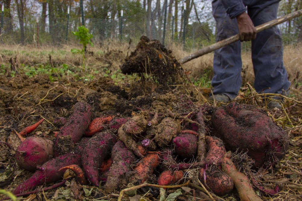 Final Harvest 40 - Kana Kavon.jpg