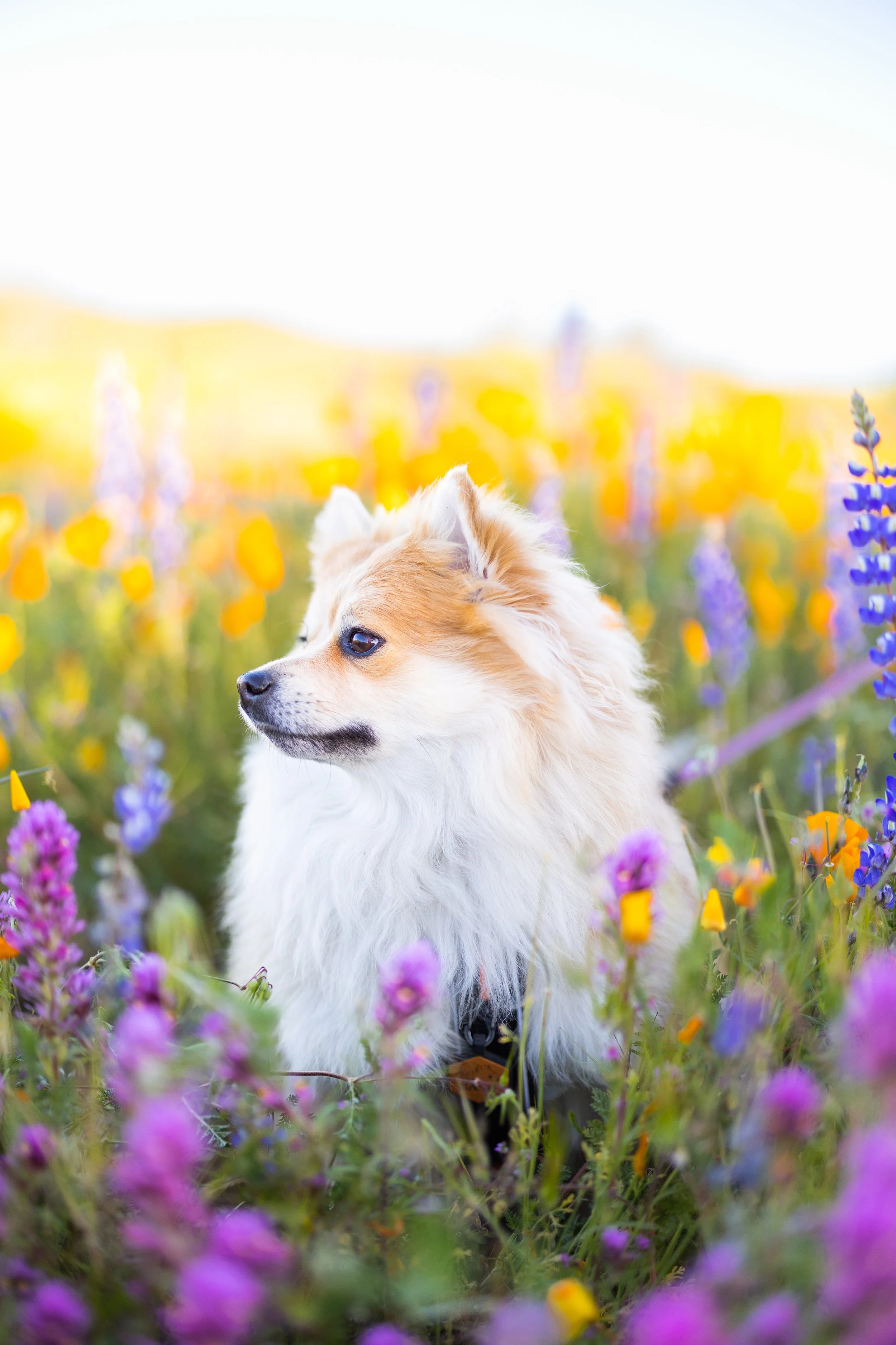 Basil Flowers-73.jpg