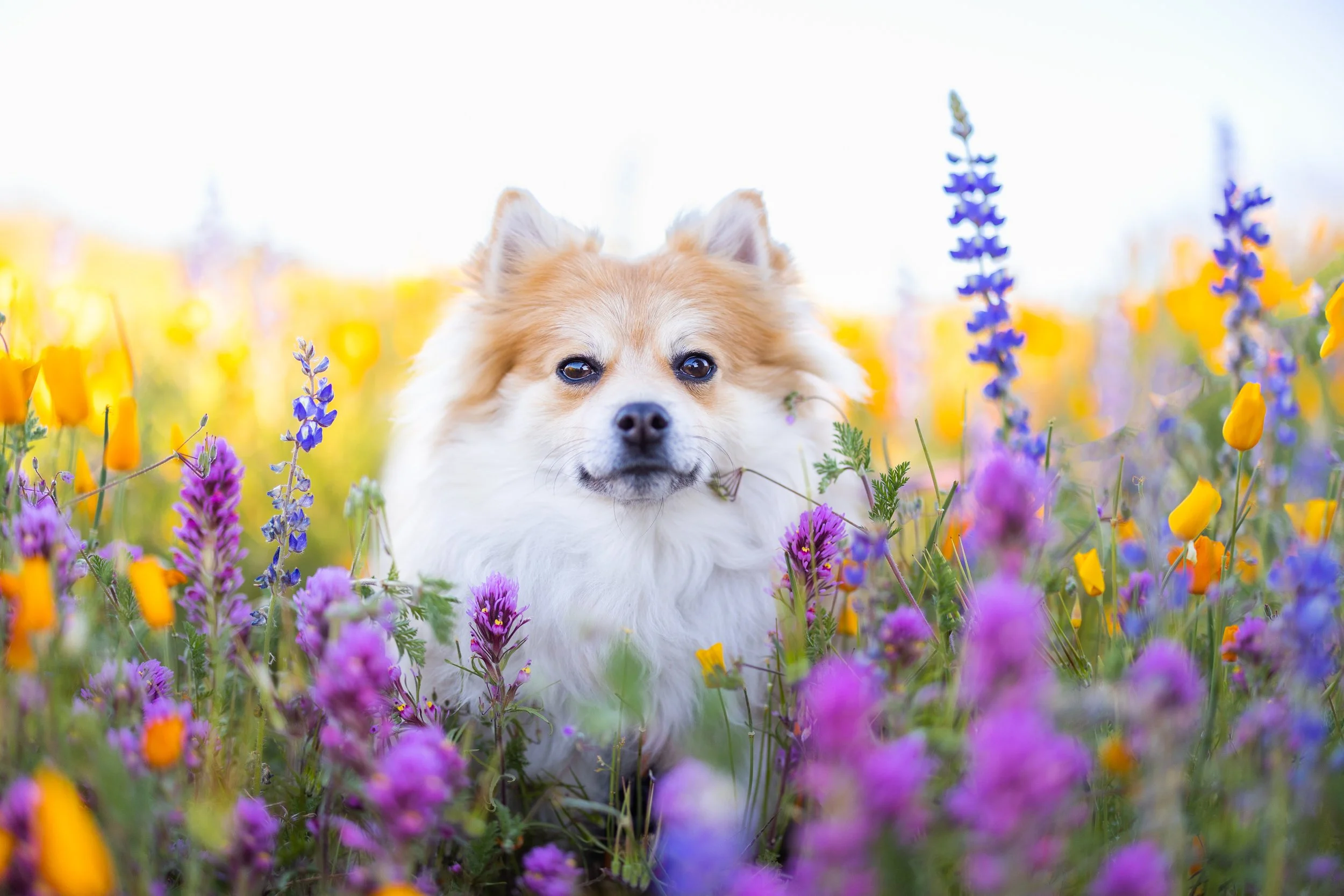 Basil Flowers-80.jpg