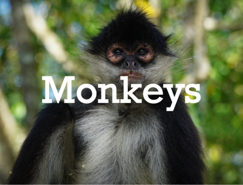 Monkeys_Mesa+de+trabajo+1.png