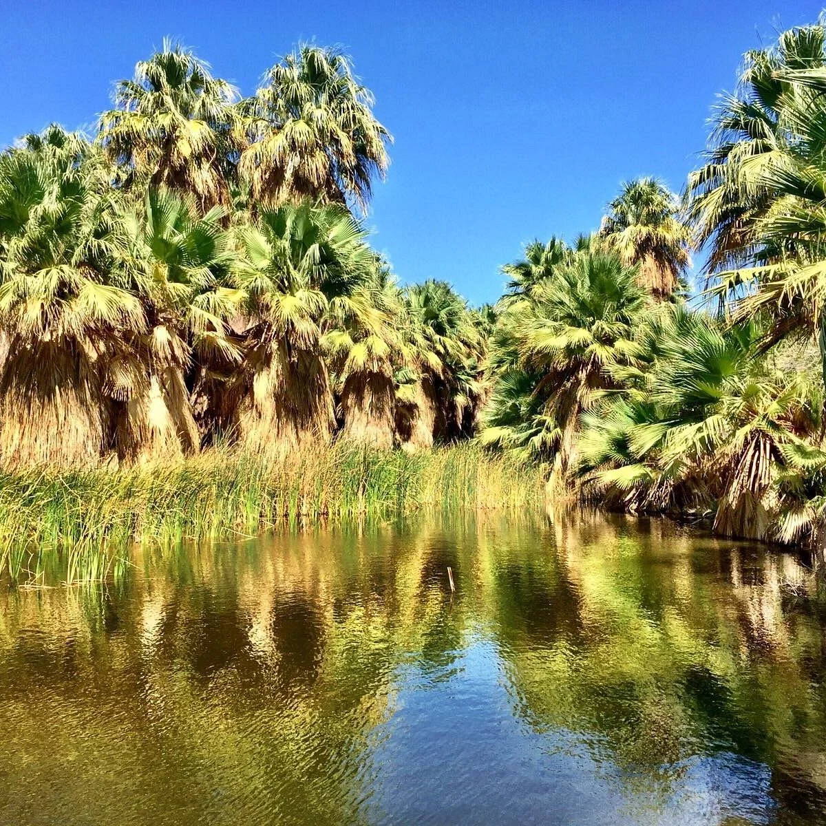 Thousand Palms Oasis Preserve