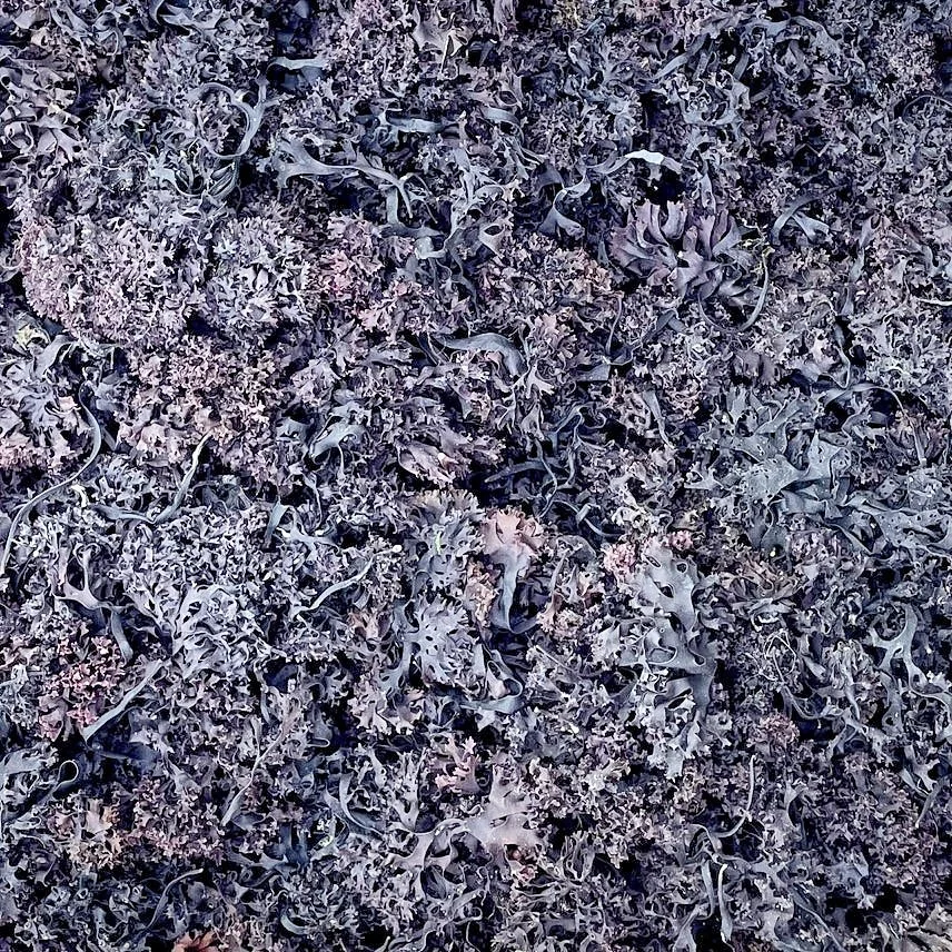 WILDCRAFTED IRISH SEA MOSS DRIED