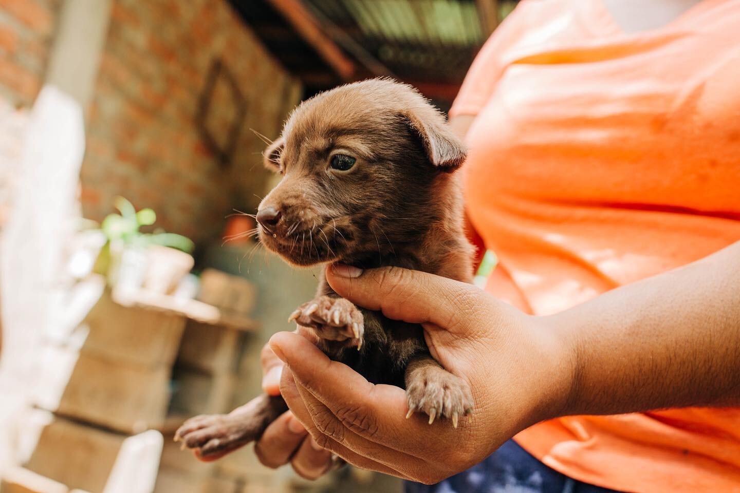 Available for adoption! 🐾 

If you or someone you know are wanting to add a furry friend to the family, reach out to us to start the adoption process ✨🐶

#escamequitalove #sjds #sanjuandelsurnicaragua #sanjuandelsur