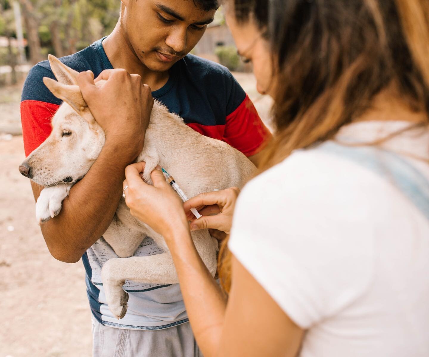 That&rsquo;s a wrap ✨🎉 

Our vaccination campaign is officially complete ❤️ 100 dogs have been vaccinated for distemper, parvo and other incurable and often deadly viruses. High five for all us working together to make it happen!!!!! 🙌🏻

As funds 