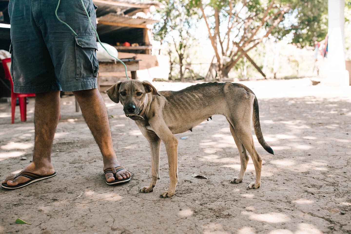 *SPONSORS NEEDED*

This is Muñeca ❤️We met her yesterday in our community during our vaccination campaign. 

Muñeca comes from a loving home but there is simply not enough money for the food and medicine she needs to be strong and healthy. The owne