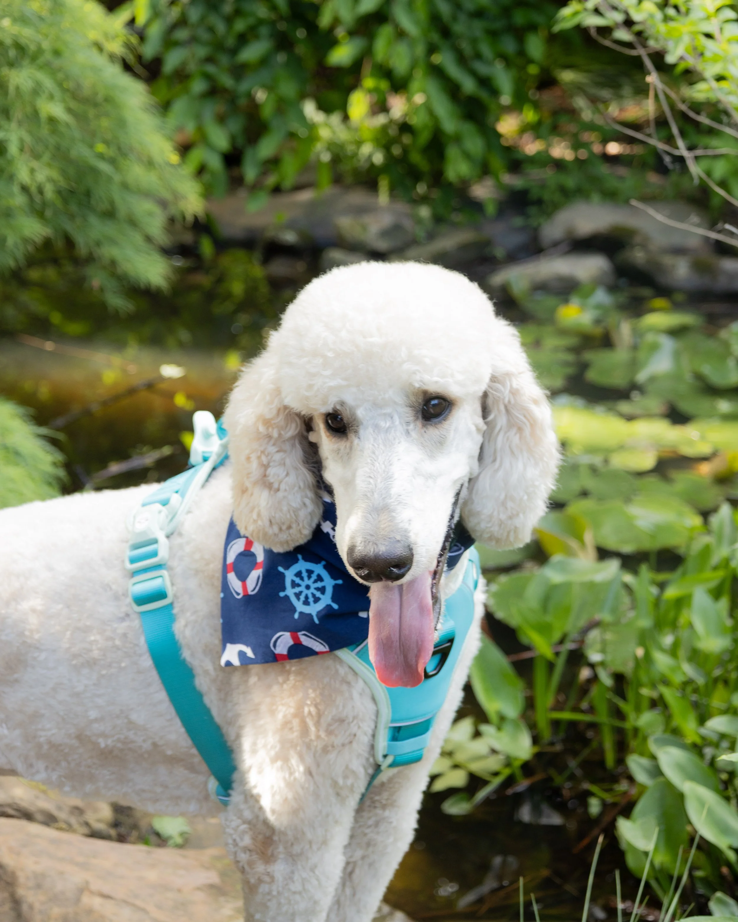 Ahoy, Matey!