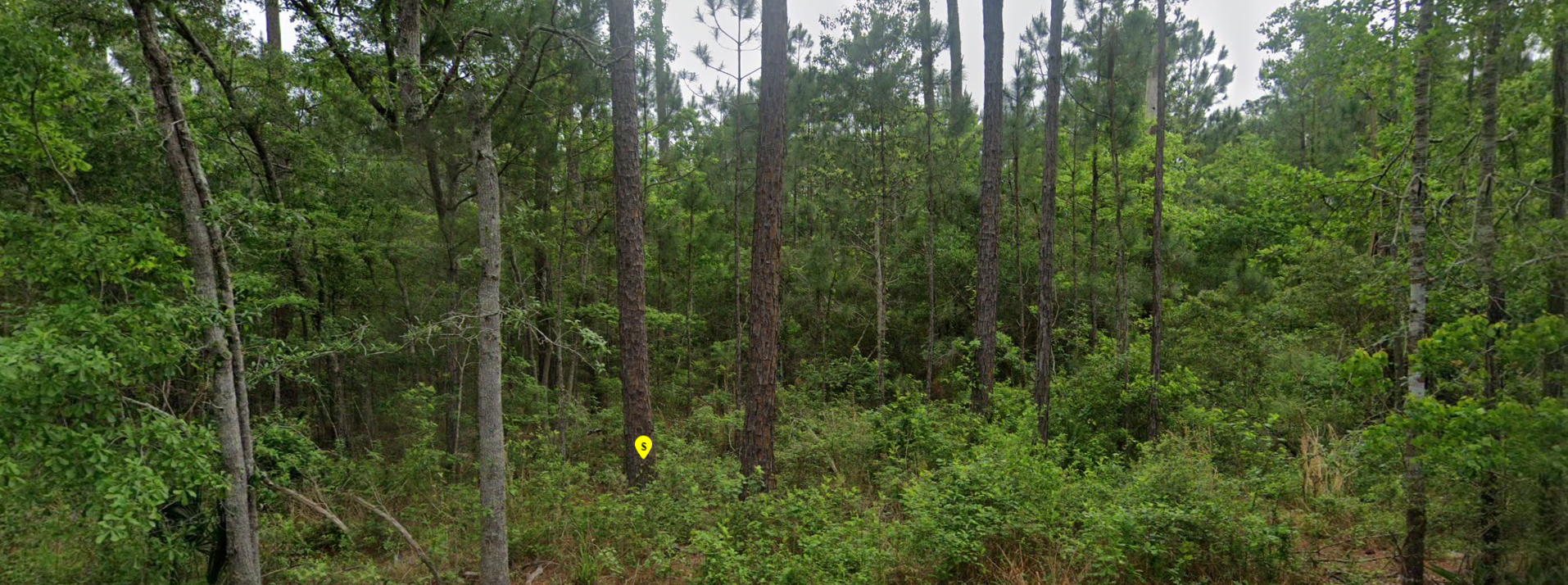 Mississippi Land For Sale Cheap Online With Financing 12 - Copy.png