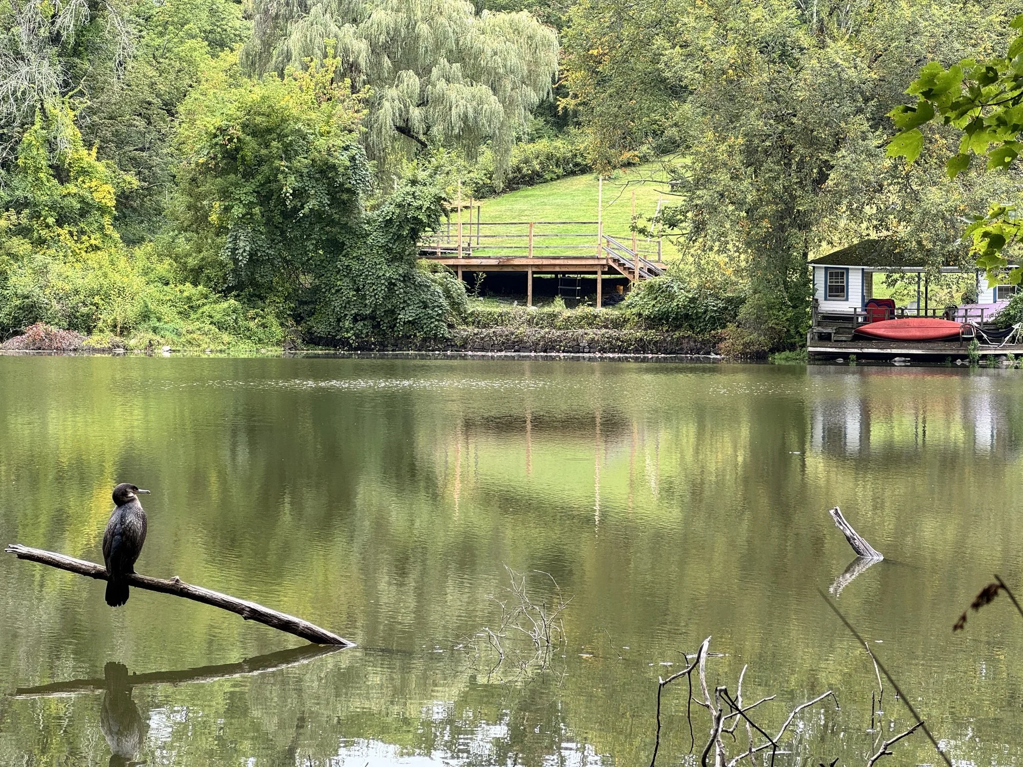 lake_bird.jpg