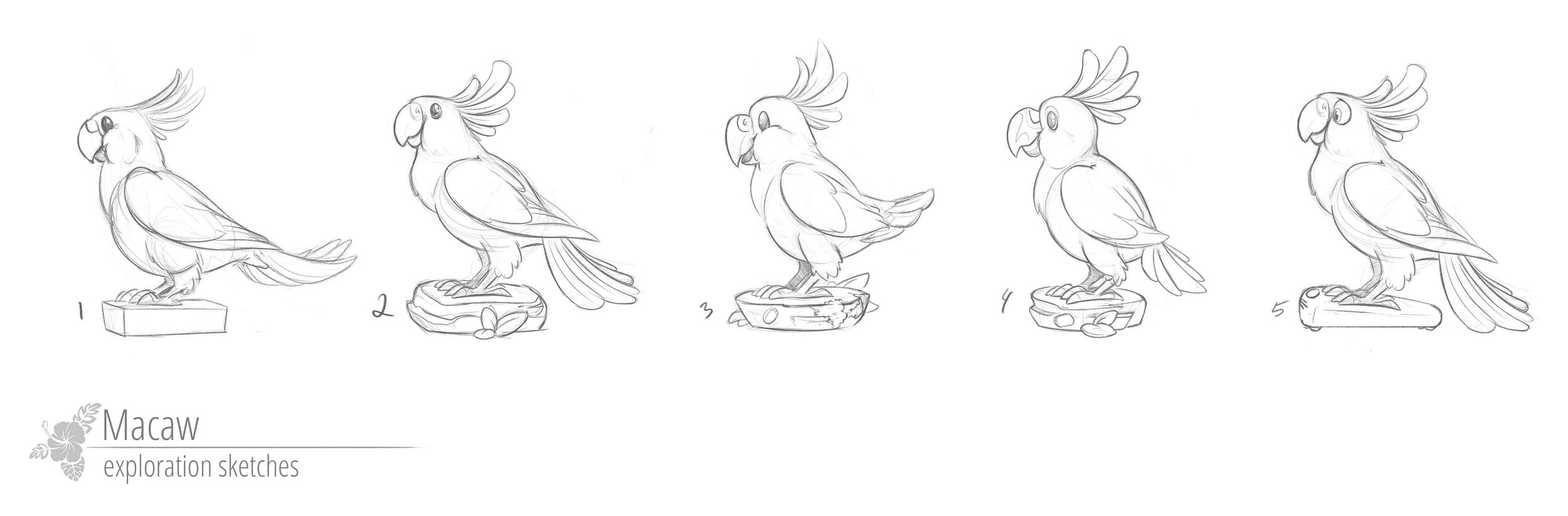 Macaw Exploration Sketches