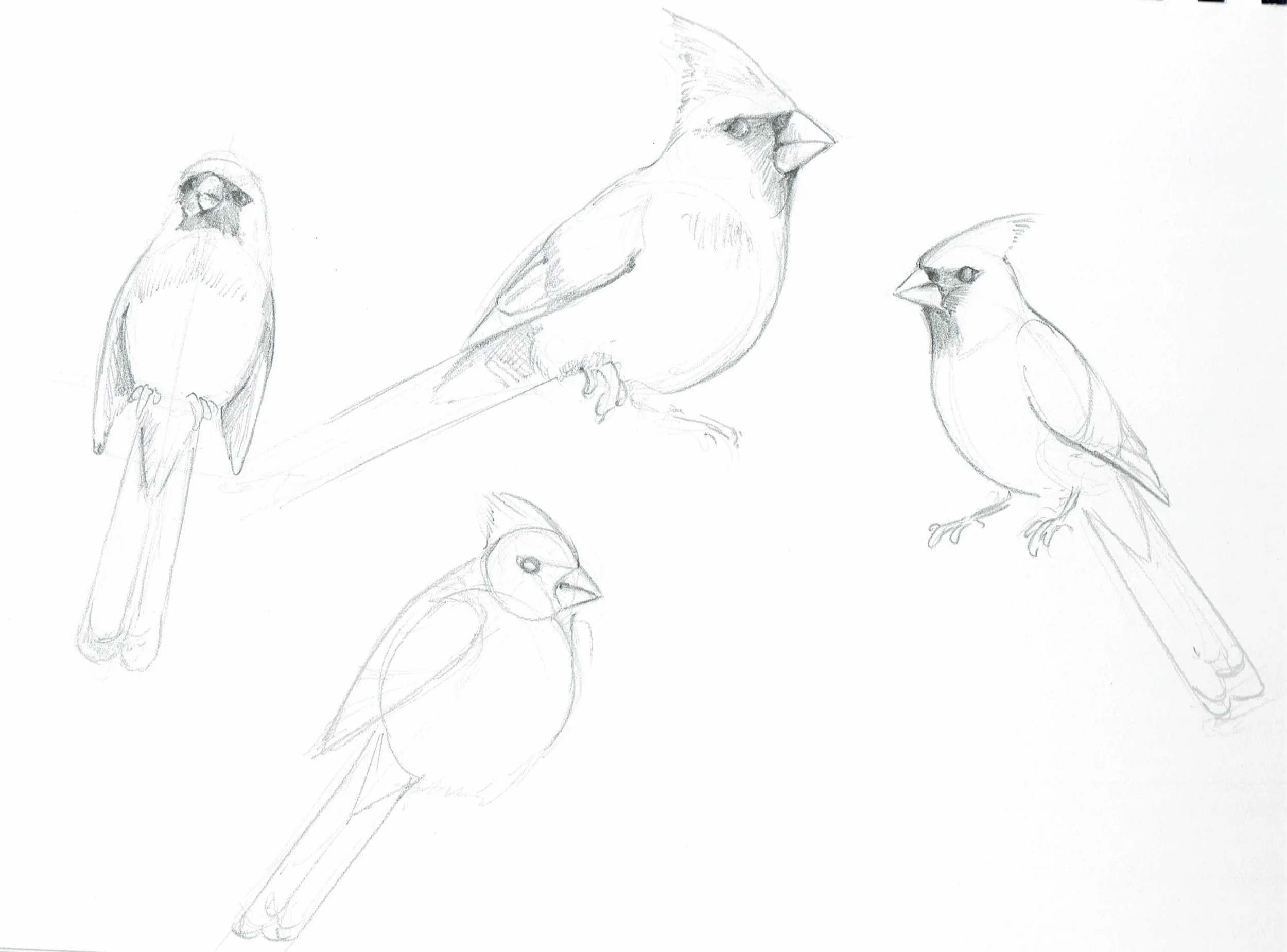 Cardinal Sketches.jpg