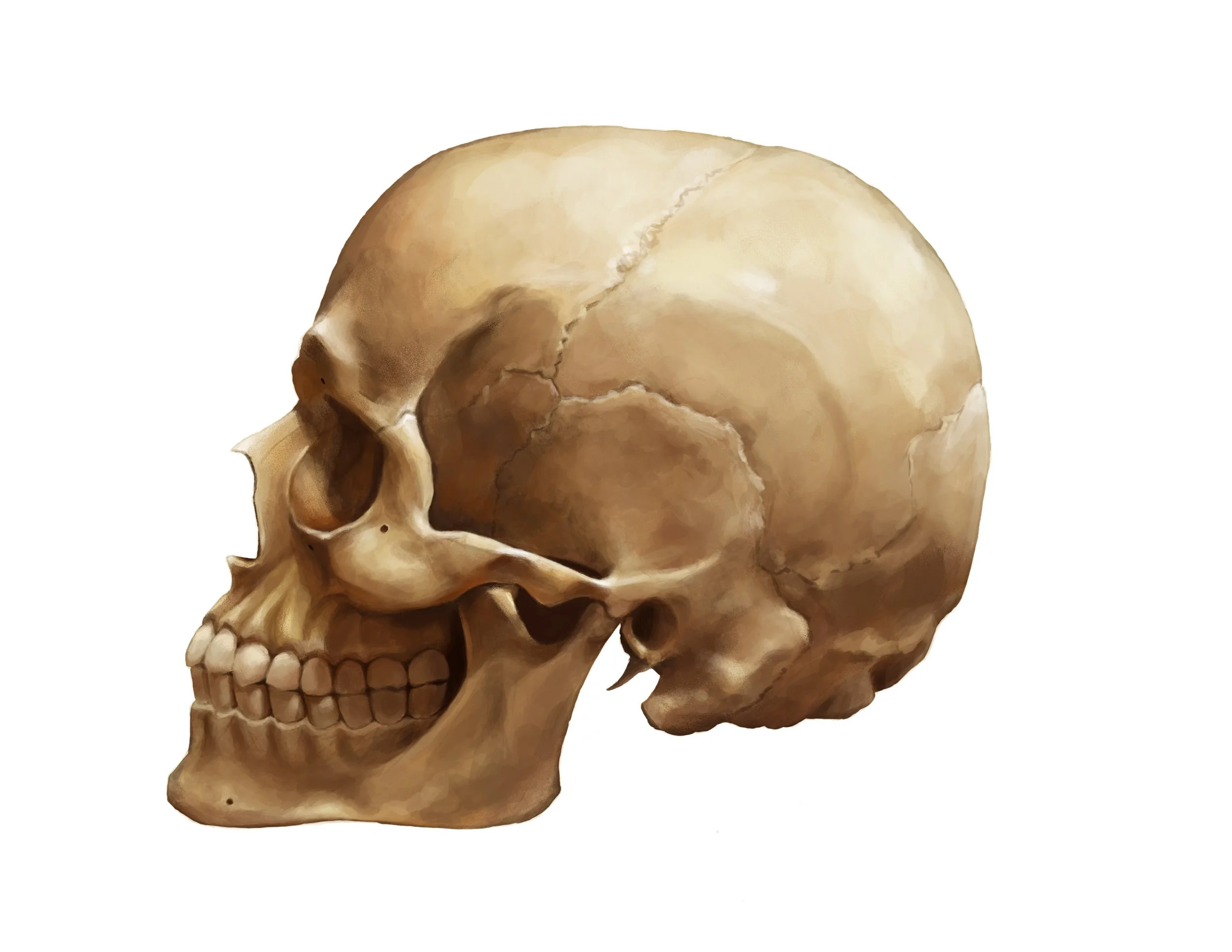 skullside.jpg