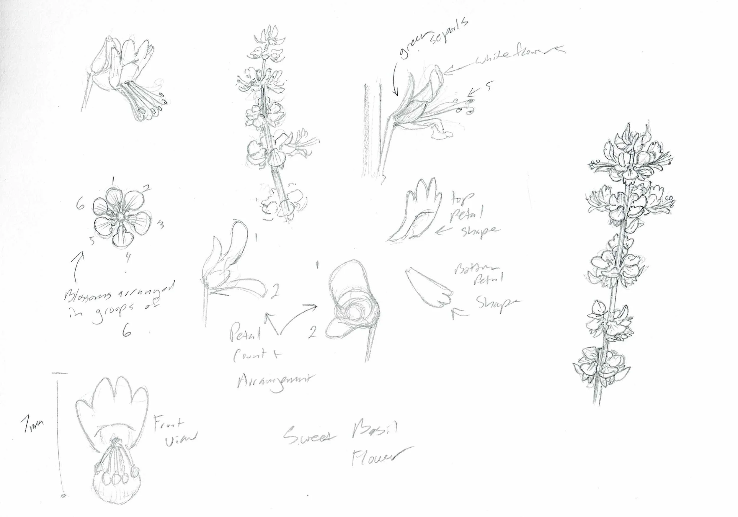 Basil Flower.jpg