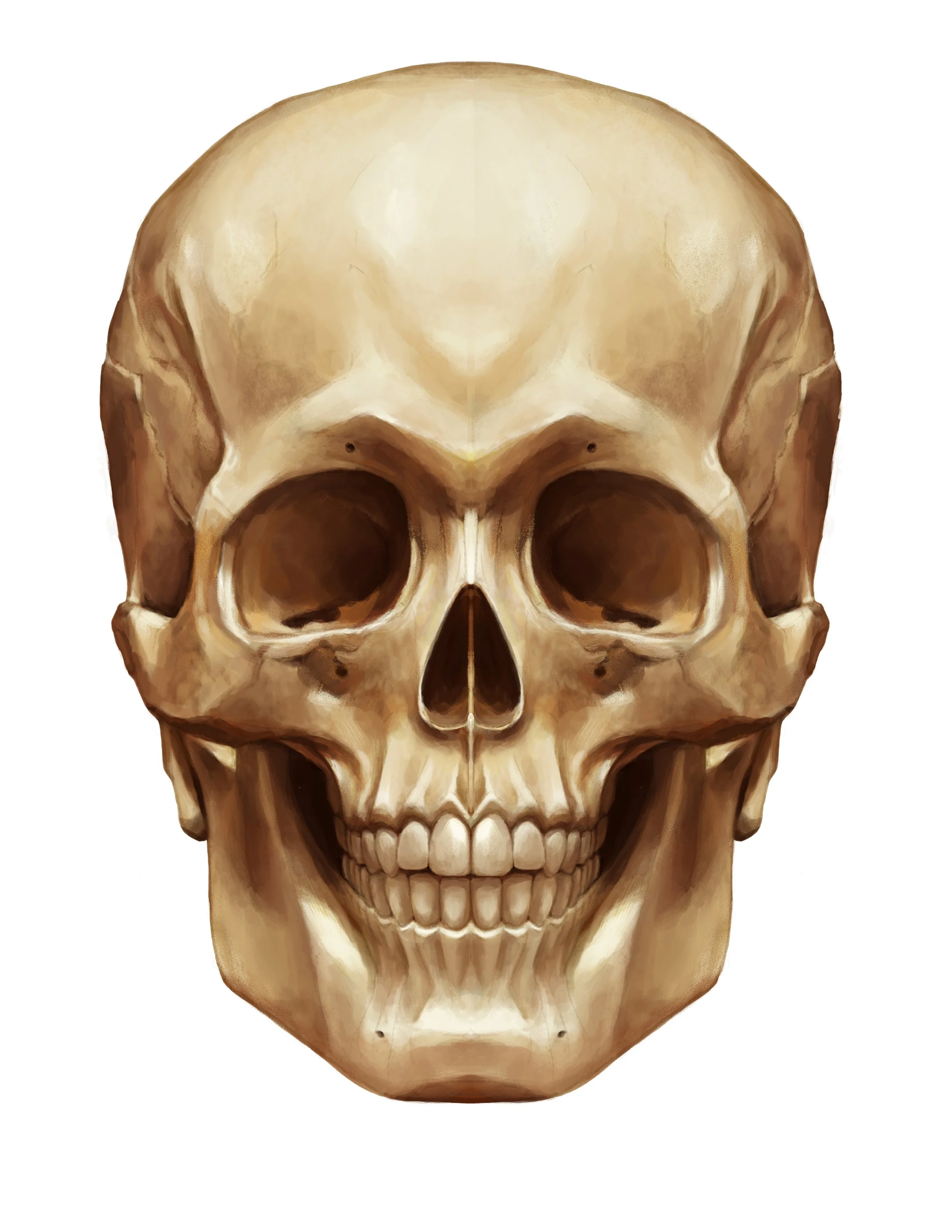 skull front.jpg