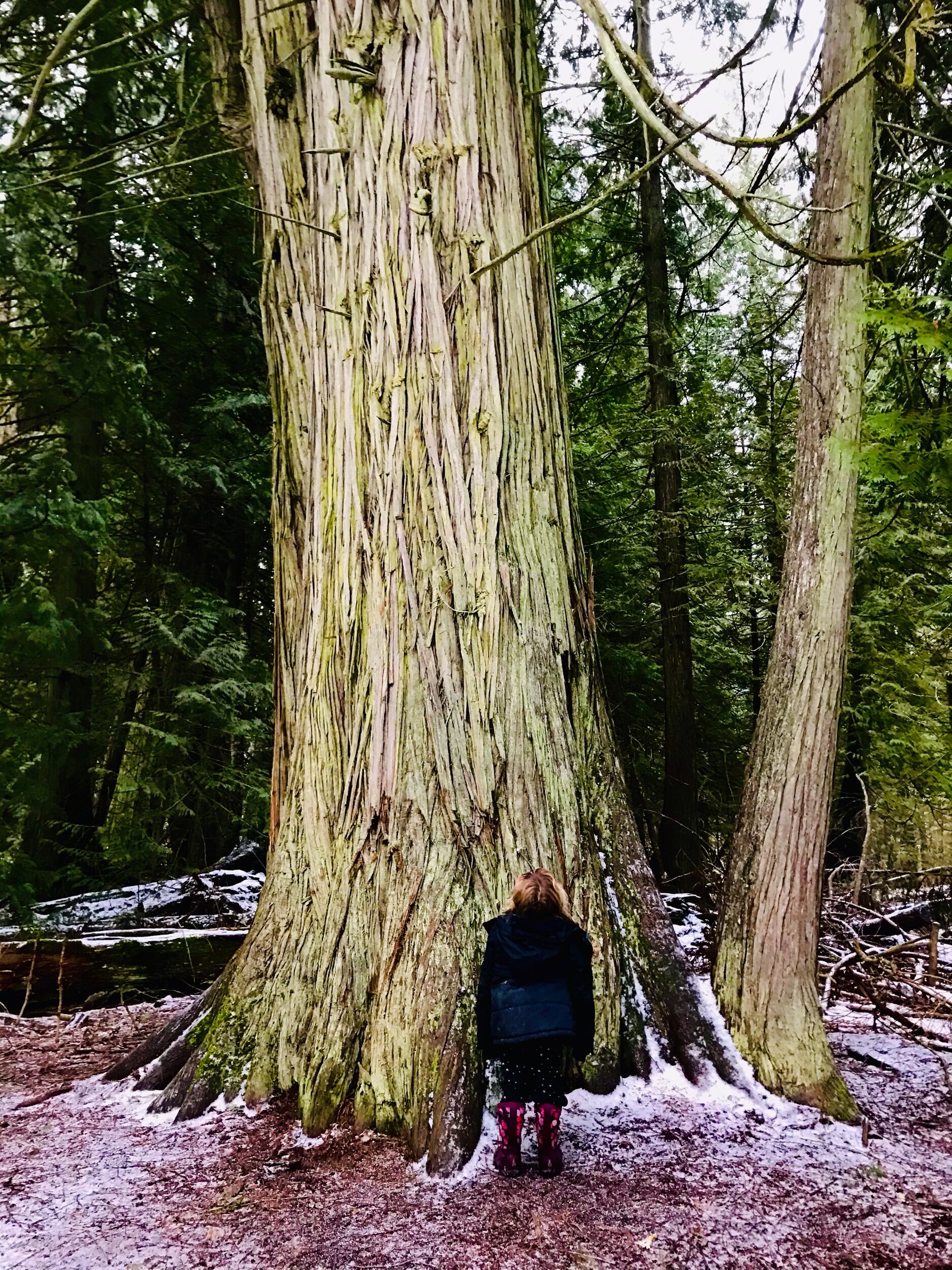 Eagle River Nature Trail | Sicamous B.C. Shuswap Adventure Girl