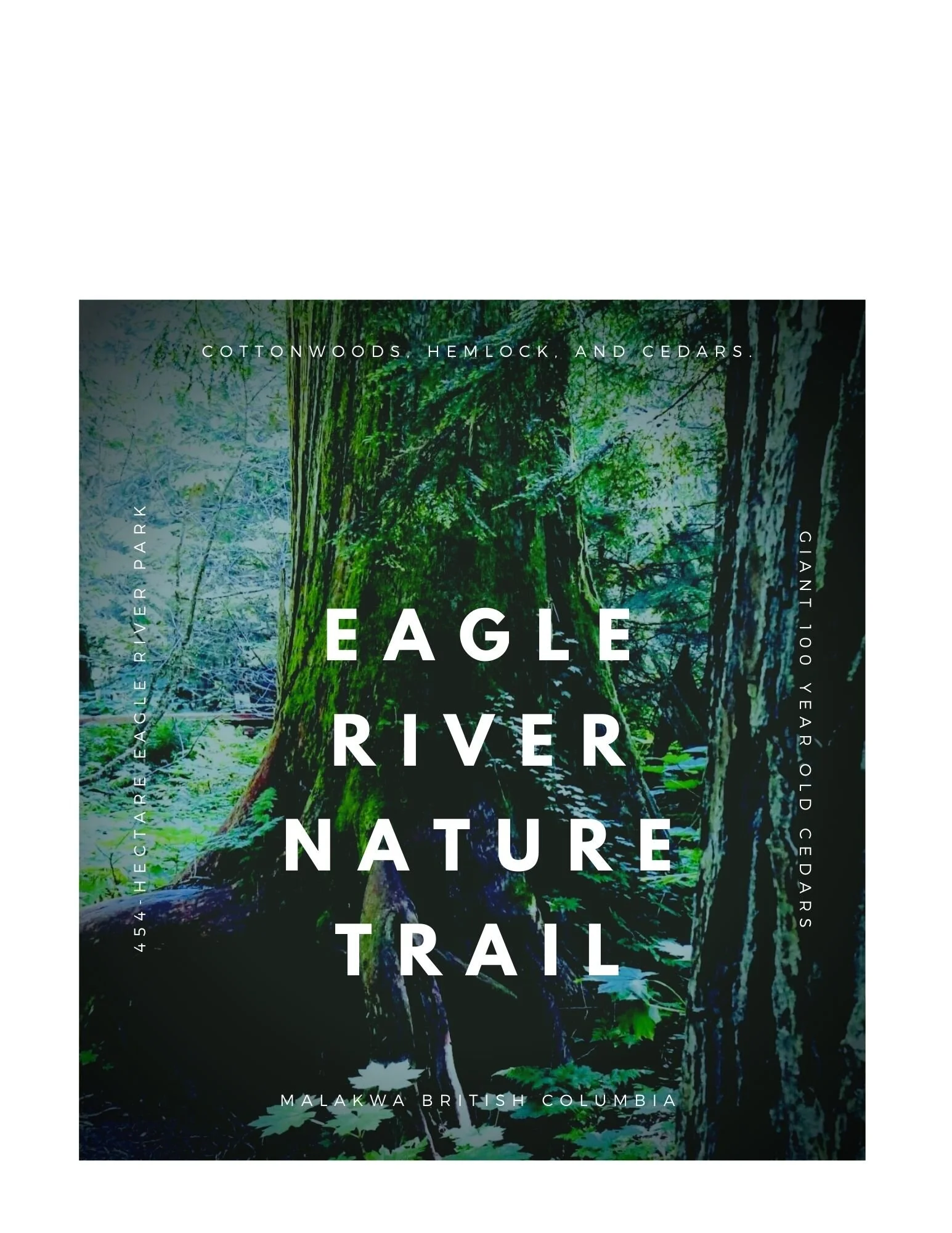 The Eagle River Nature Trail | Malakwa  B.C.