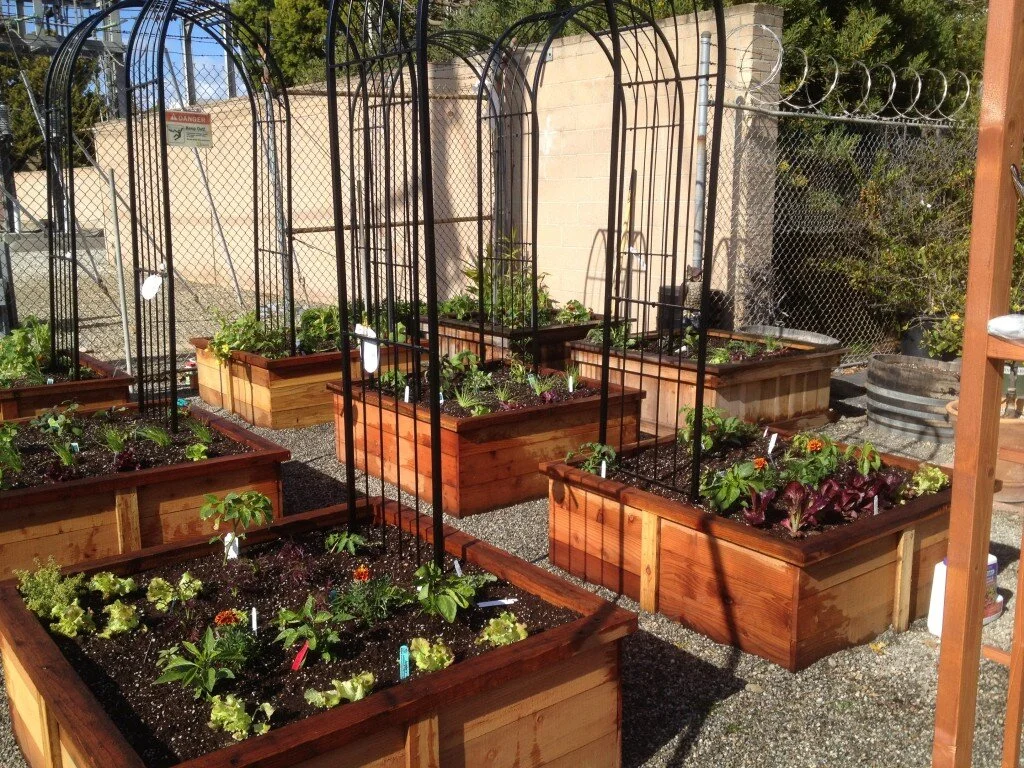 raised beds IGC.jpg