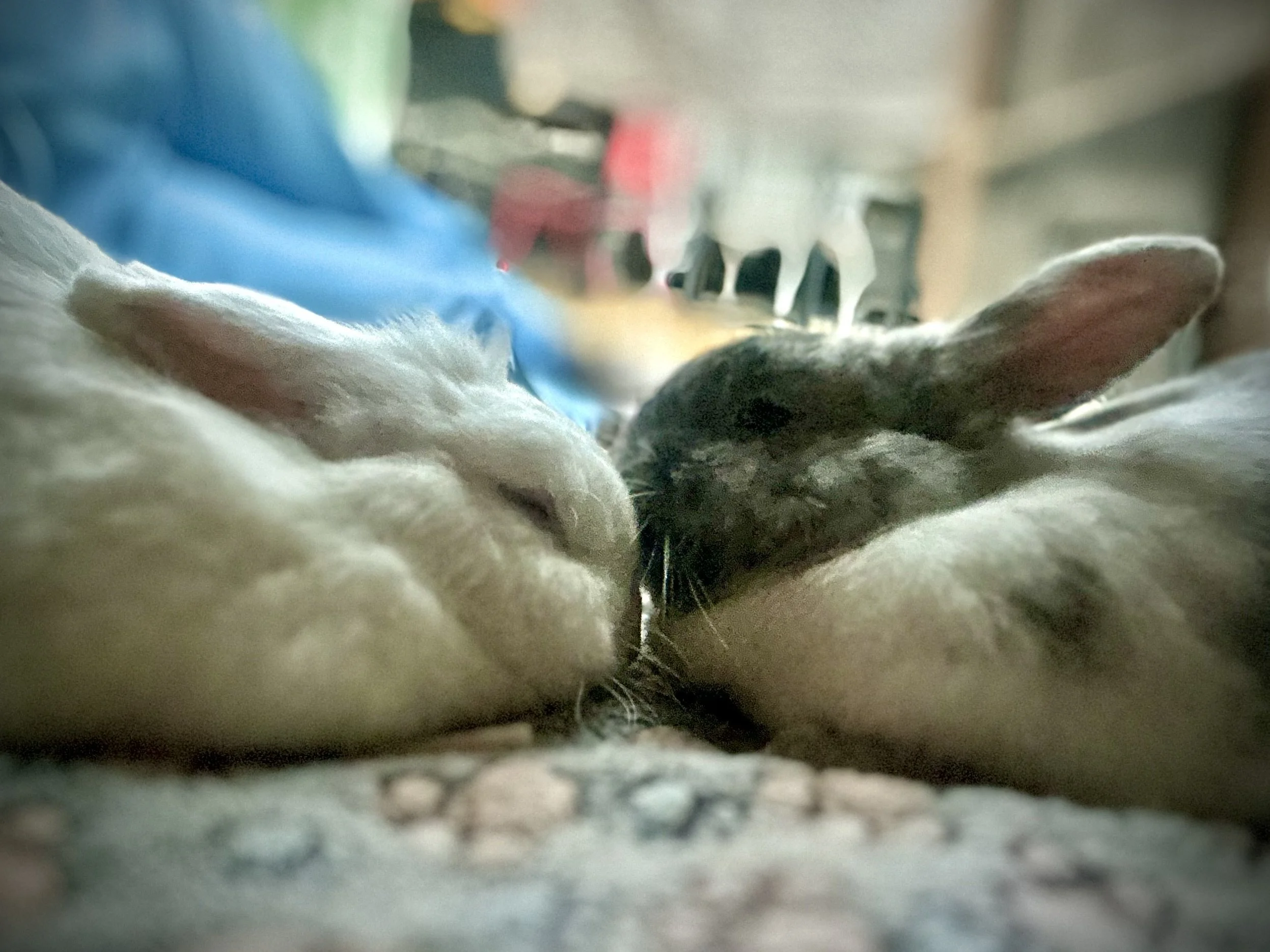 Bunny Hoppy Hour