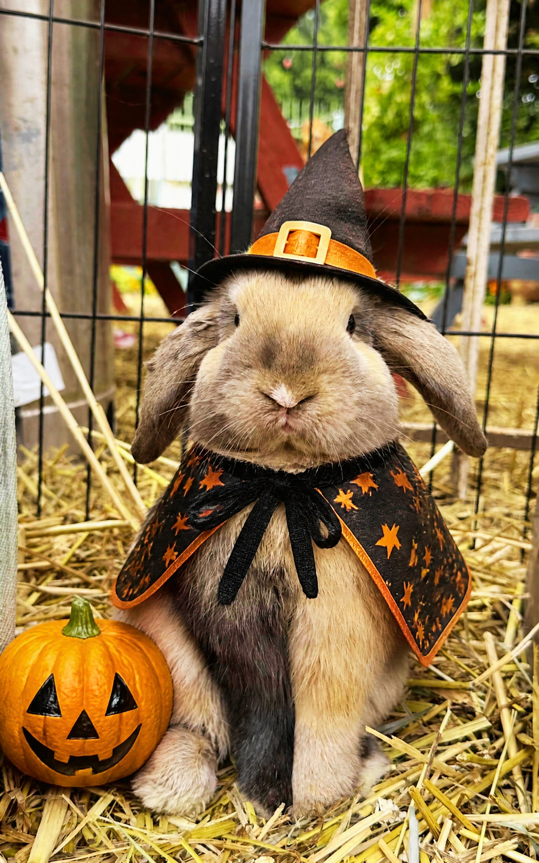 Just in time for spooky season! For a limited time, our little guests will get to tour our haunted garden!