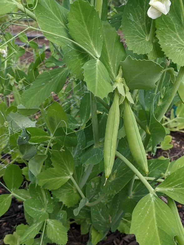 Sugar Snap Peas