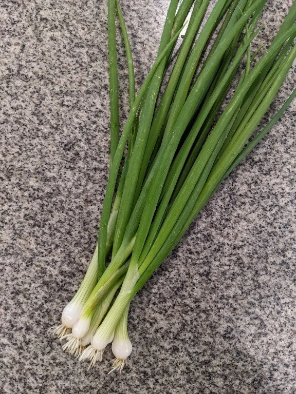 GreenOnion2022.jpg