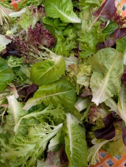 Lettuce Mix