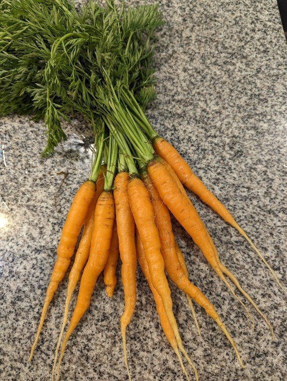 Carrots2023.jpg