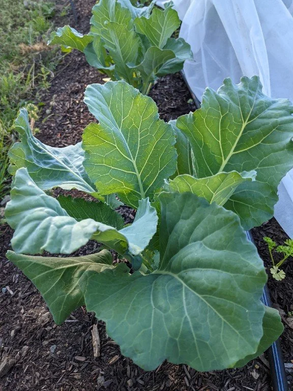 Collard Greens (8 oz)