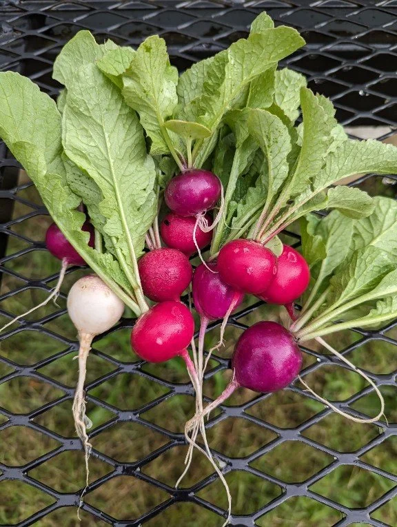Radish2024.jpg