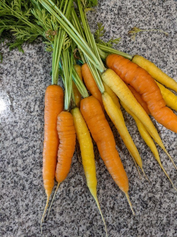 CarrotsOrangeYellow.jpg