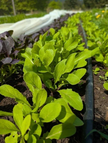 Arugula