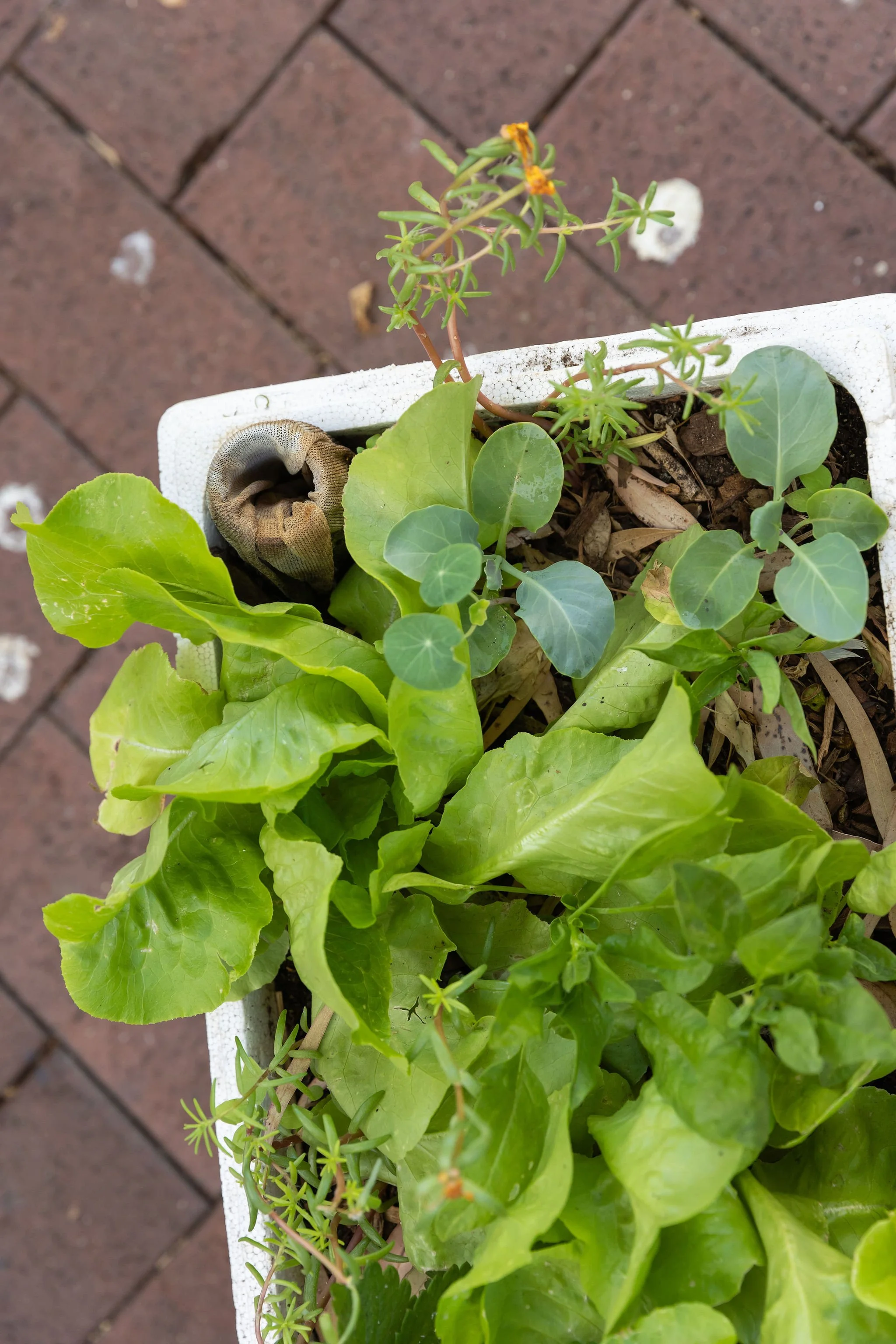 Grow More Water Less Wicking Beds