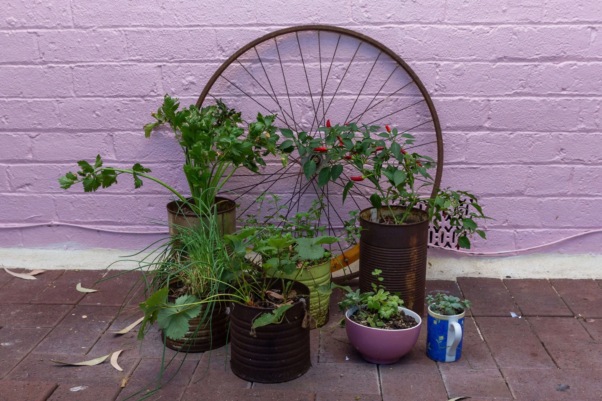 Small Containers Gardening