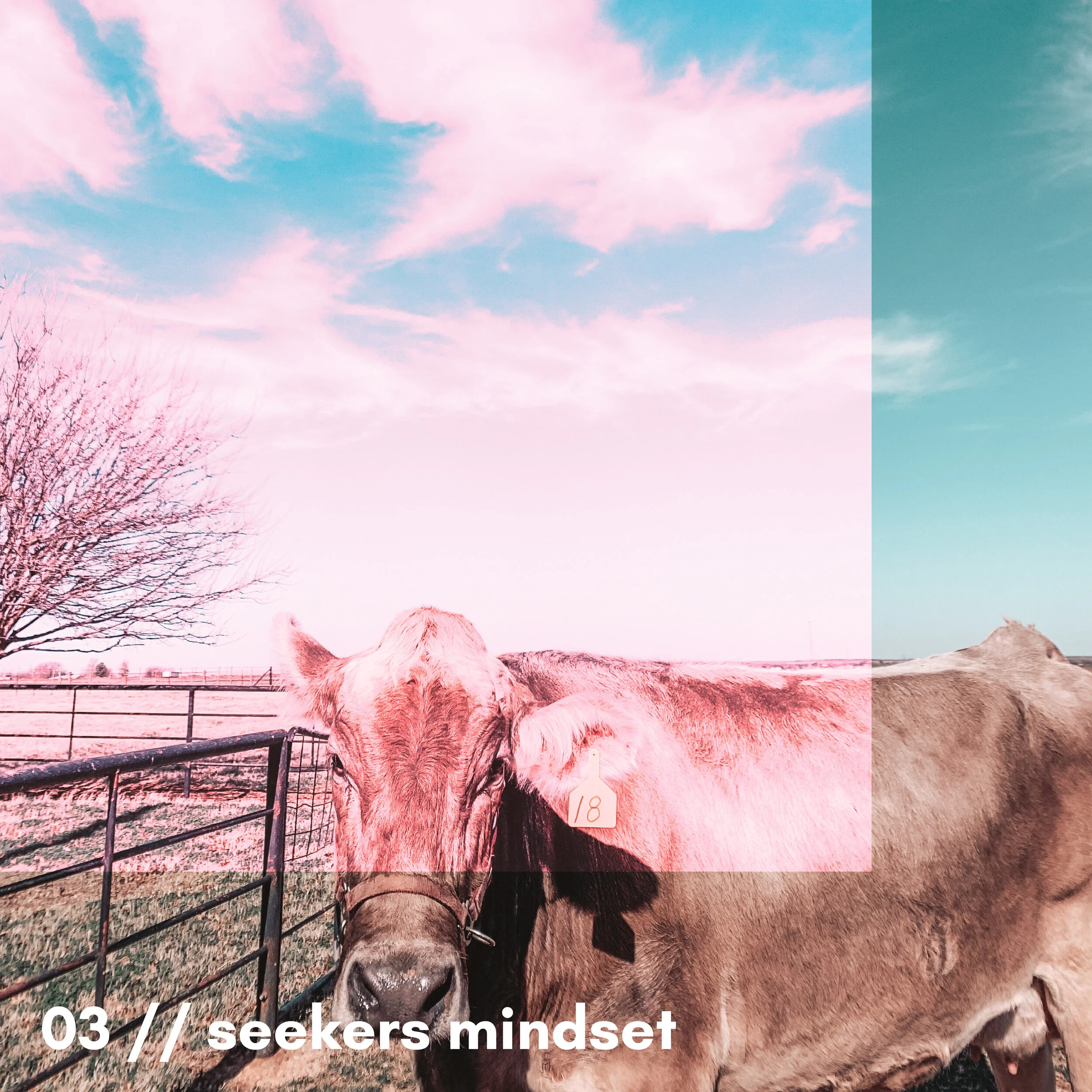 A camel standing inside a fenced area near some trees and rocks, with a pink and blue sky in the background.
