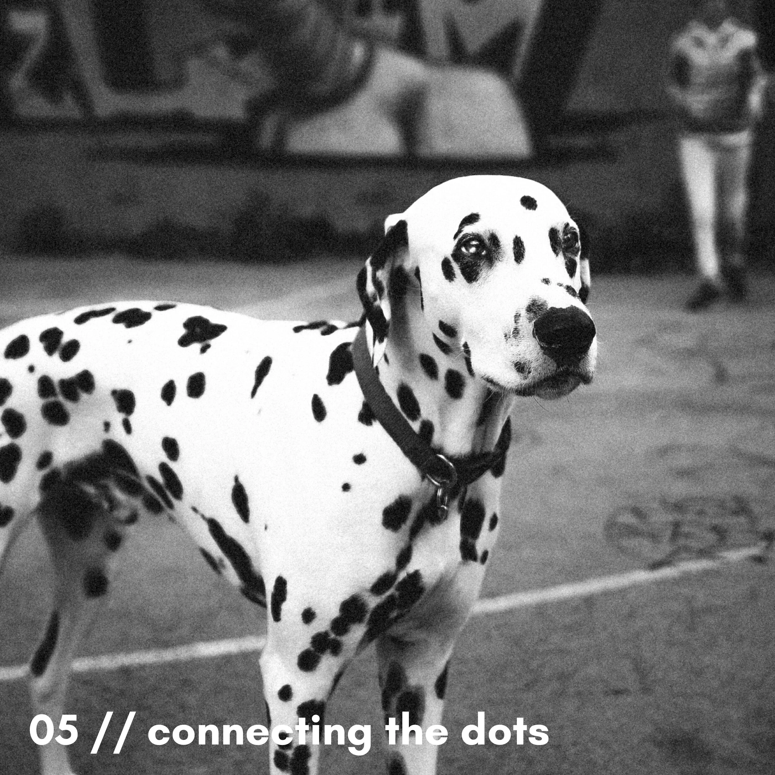 Black and white photo of a Dalmatian dog with spots, looking at the camera, in an outdoor setting with blurred background, with text overlay that reads '05 // connecting the dots'.