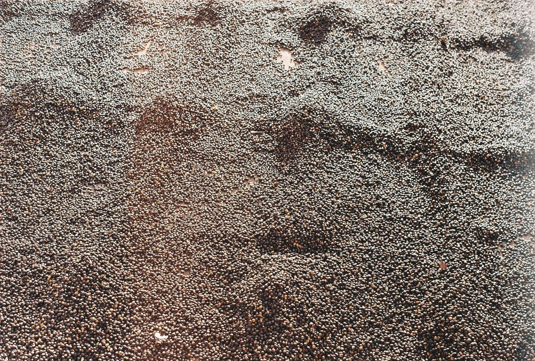 Los Tablones, Guatemala