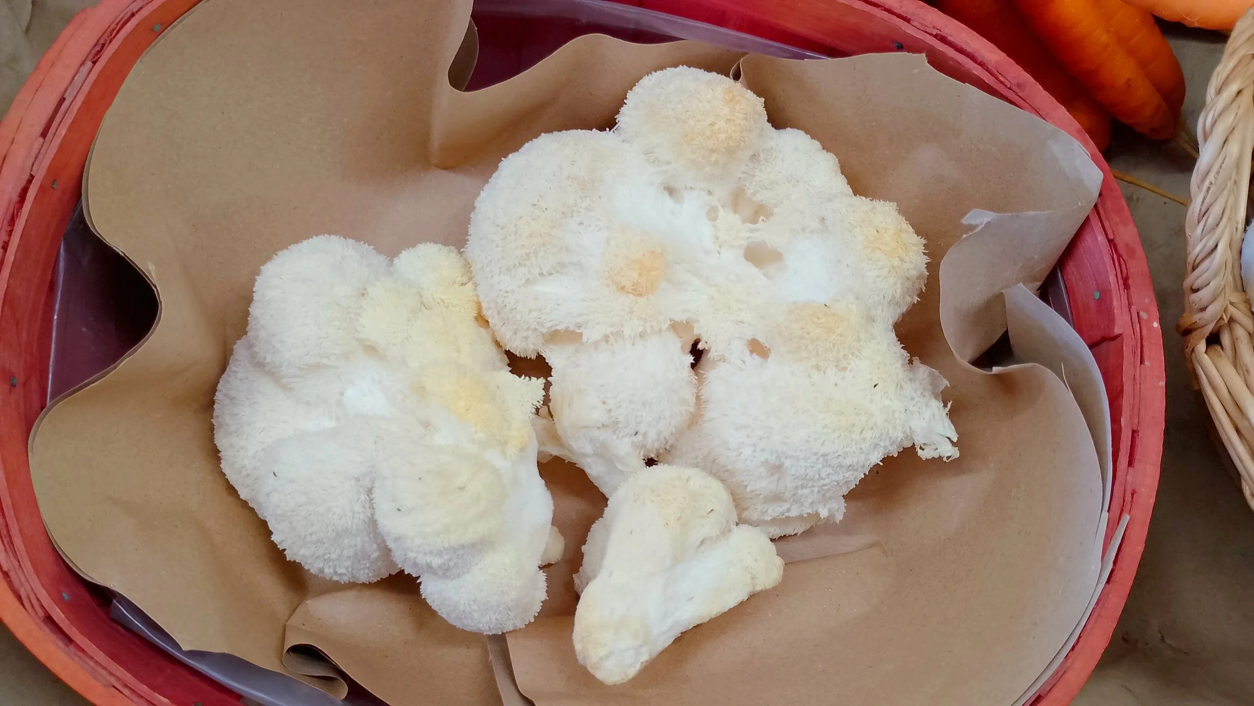 Lion's Mane Mushroom