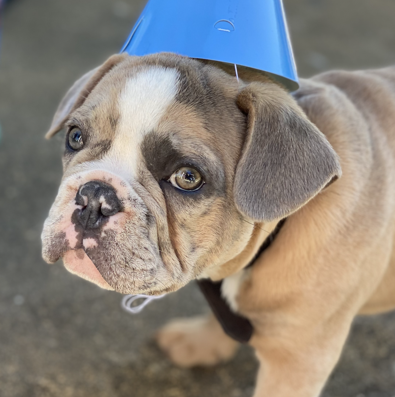 Party Pooch.png