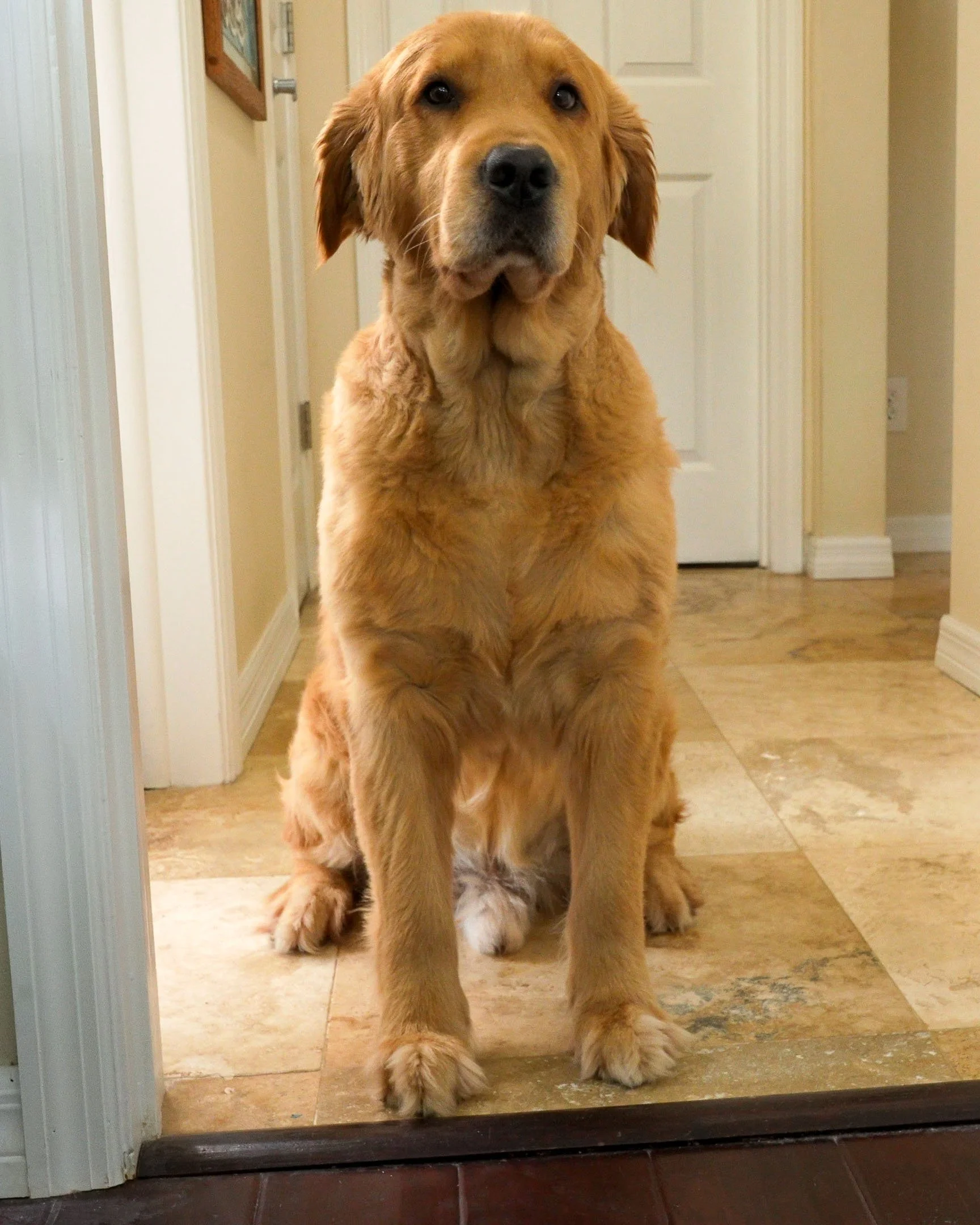 A Golden Retriever sitting outside the doorway of a stained glass home studio