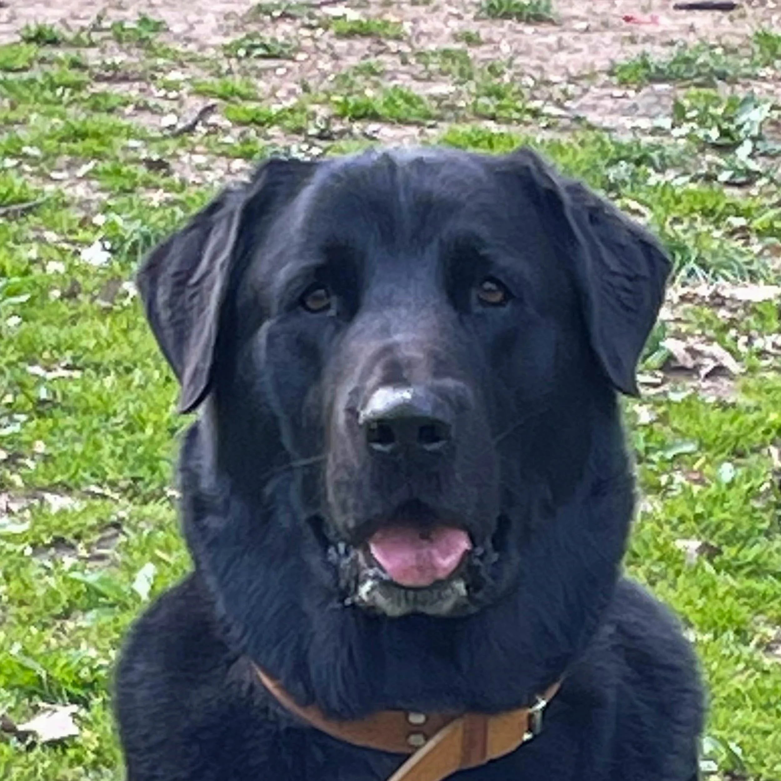 The head of a black Labrador dog against a grassy field backdrop