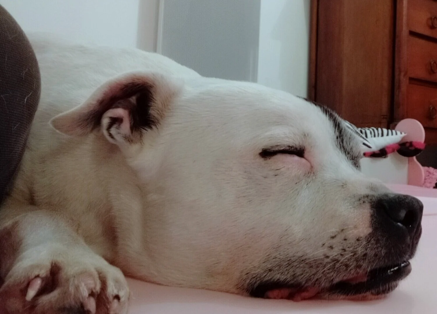 chien_apres_massage_zoopharmacognosie_appliquee.png