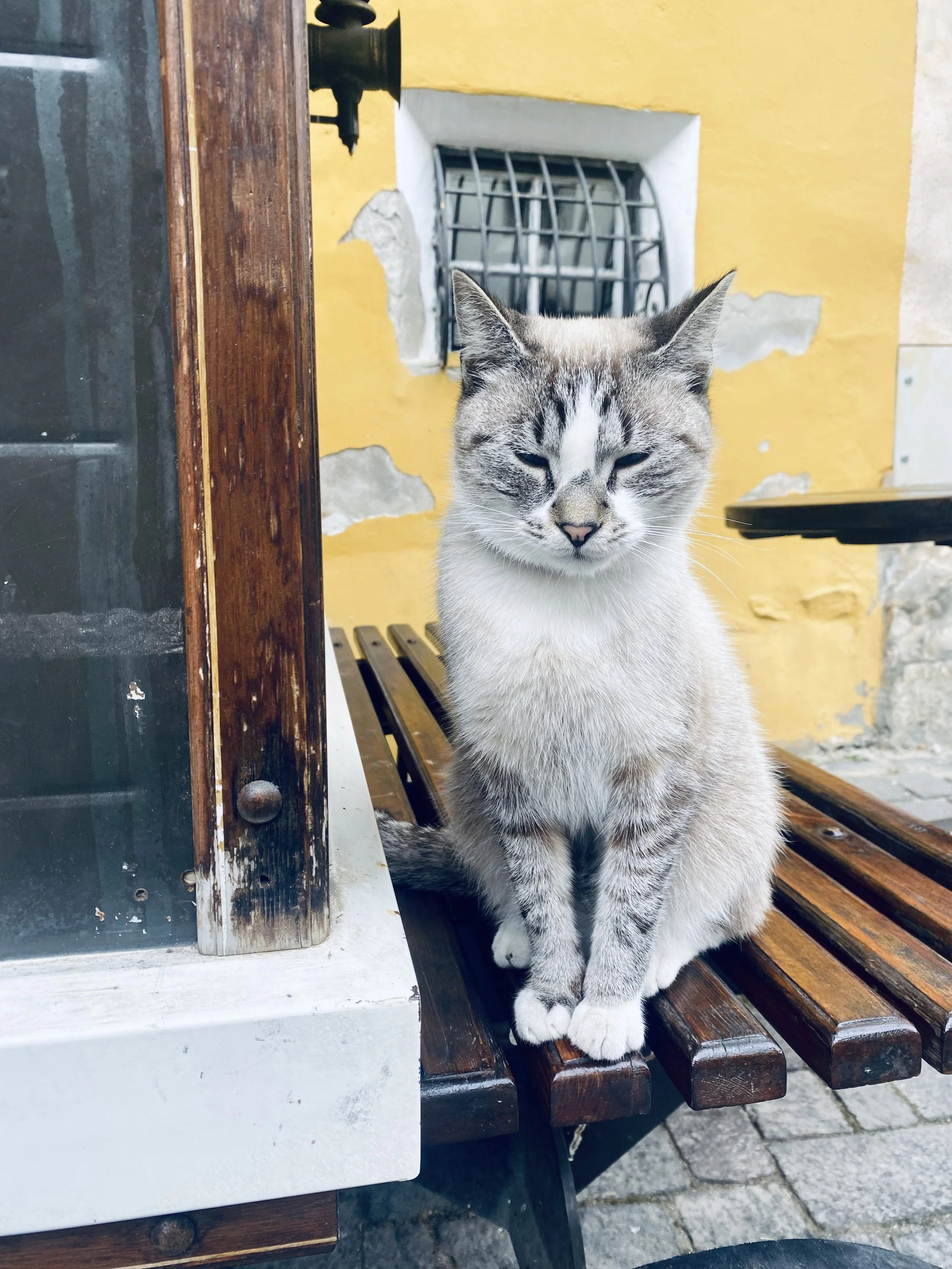 IMG_3685.jpeg