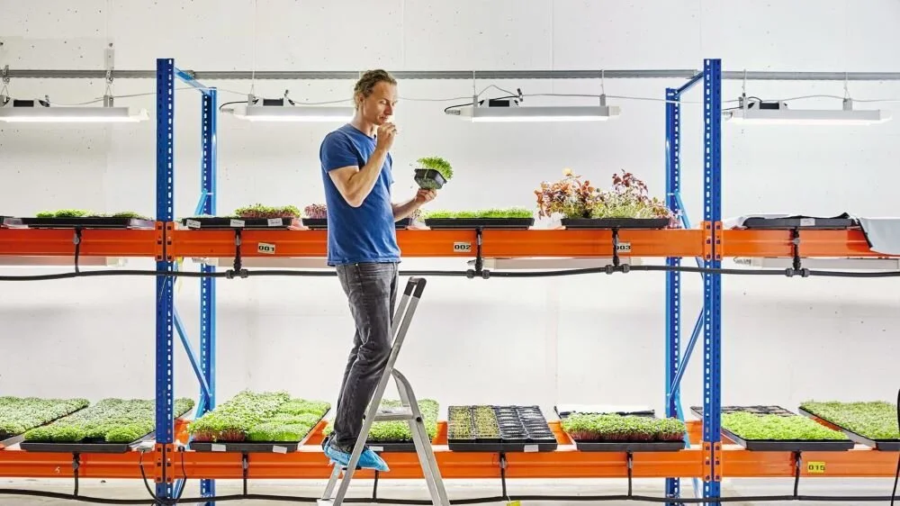 Tåsen Microgreens