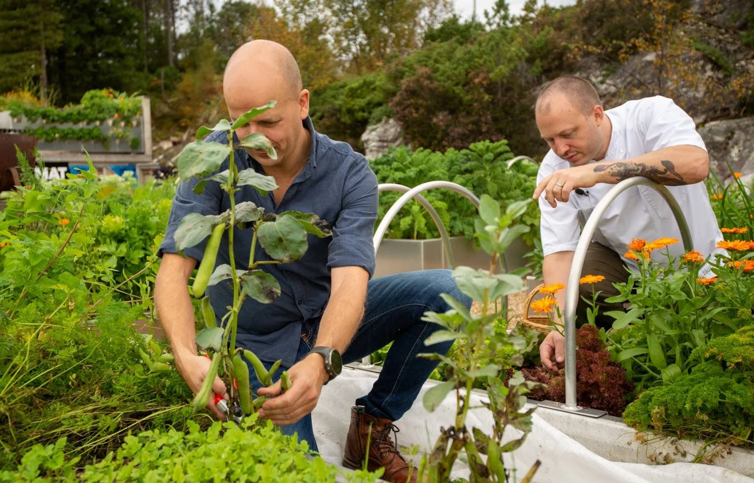 MATTAK produserer bærekraftig mat på byens tak