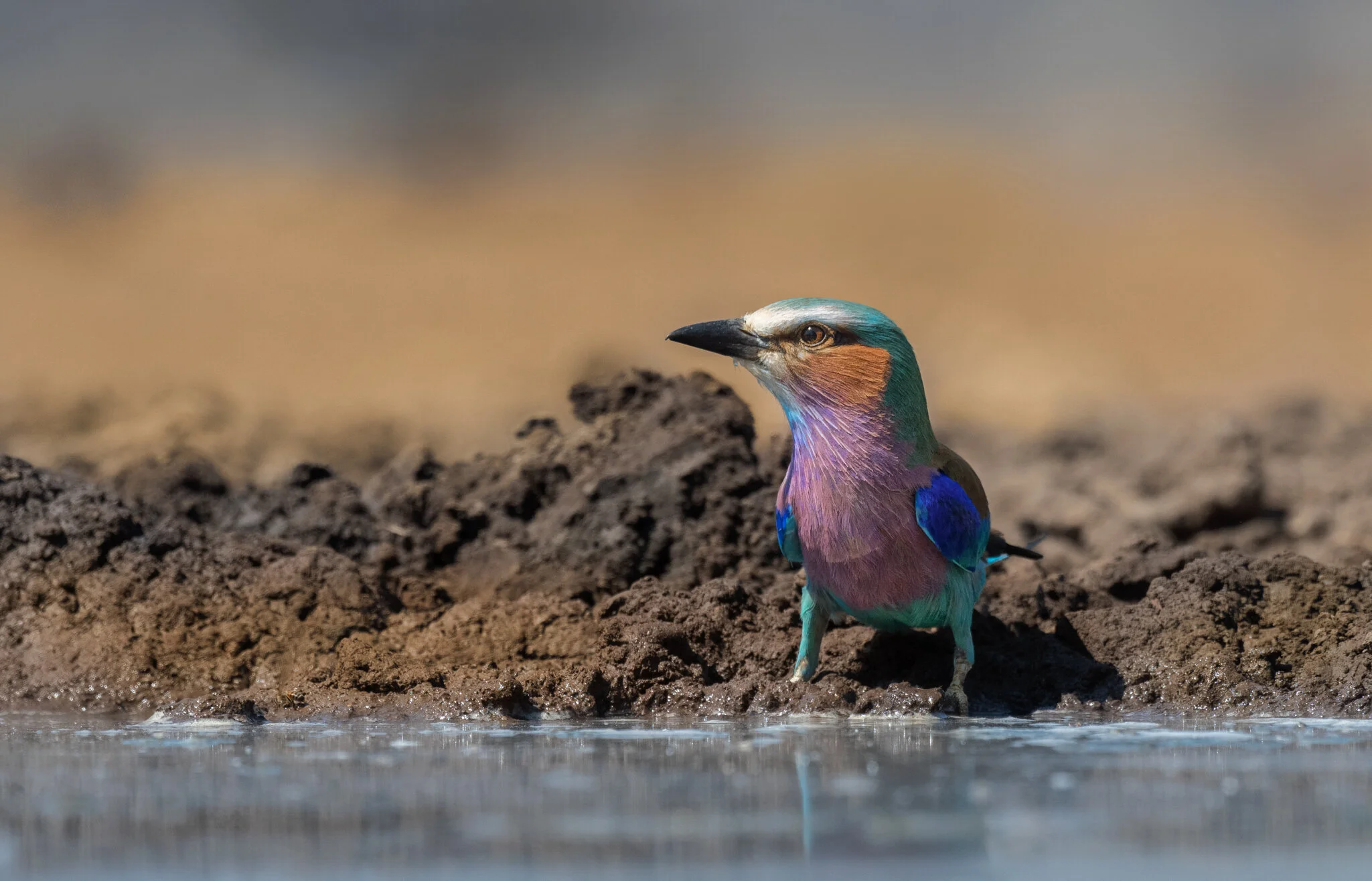 Lilac-breasted-roller.jpg